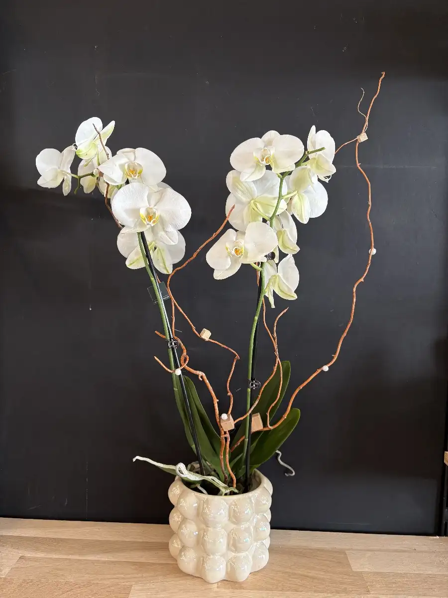 Orchidée Phalaenopsis classique (2 branches)