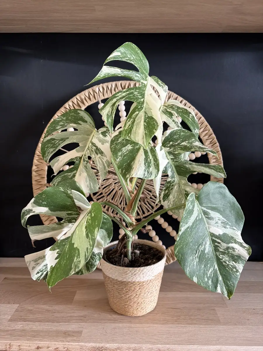 Monstera variegata