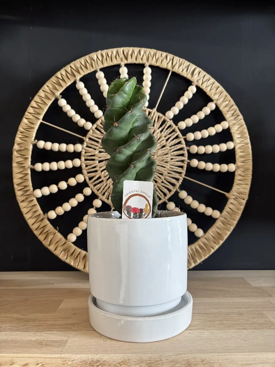 Cactus spirale